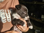 02-feb25-vet-b3.jpg