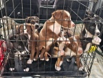 02-feb25-vet-d1.jpg