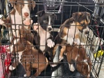 02-feb25-vet-d4.jpg