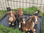 02-feb25-vet-e4.jpg