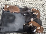 02-feb25-vet-f2.jpg
