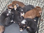 02-feb25-vet-f3.jpg