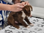 02-feb25-vet-g.jpg