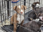 02-feb25-vet-h.jpg