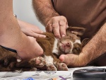 02-feb25-vet-j.jpg