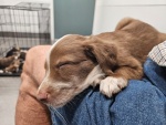 02-feb25-vet-l.jpg