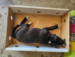 02-feb25-vet-o.jpg