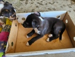 02-feb25-vet-p.jpg