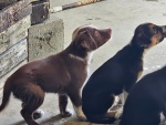 02-feb25-vet-q.jpg